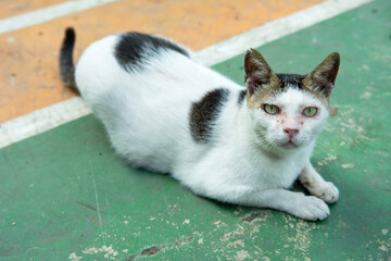 a stray cat is in a tennis court looking forward