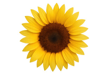 Fototapeta premium Vibrant yellow sunflower blooming against transparent backdrop, revealing delicate petals and radiant golden hues