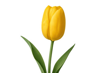 Vibrant yellow tulip blossoming, green leaves unfurling, pristine transparent backdrop highlighting delicate botanical detail