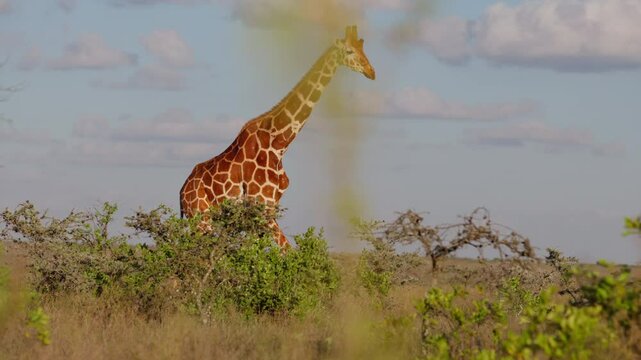 Very wide gimbal tracking of solitary Reticulated giraffe (Giraffa c. reticulata) walking in grassy savannah in cloudy morning in Kenya