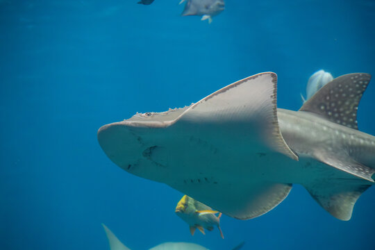 A Bowmouth Guitarfish at a local aquarium