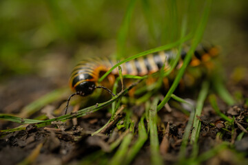 Black and Yellow Millipede Crawls Through Blades Of Grass