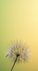 Serene Dandelion Closeup Against Soft Yellow and Green Background A Botanical Masterpiece