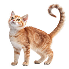 Obraz premium Curious Ginger Cat Standing Elegantly with Curved Tail Against Transparent Background