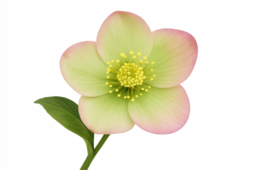 Vibrant hellebore flower with delicate pink and green petals blooming gracefully against a transparent background