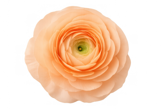 Delicate peach ranunculus revealing intricate petal layers, glowing softly against translucent backdrop