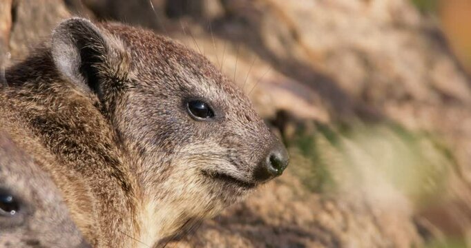 Close-up of pair of rock hyraxes (Procavia capensis) faces sunbathing in morning in Kenya