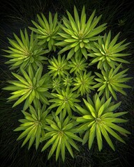 Fototapeta premium A captivating top-down view of a cluster of vibrant green aquatic plants with star-shaped leaves and water droplets on a dark background.