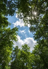 Fototapeta premium Photo from a perspective looking up into a forest of trees