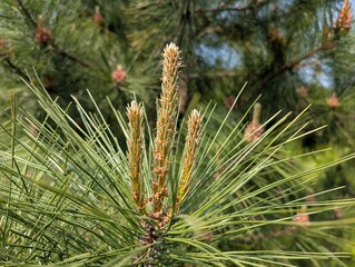 close up of a pine cone, pine growht, 