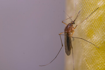 Mosquito pereched on a yellow curtain