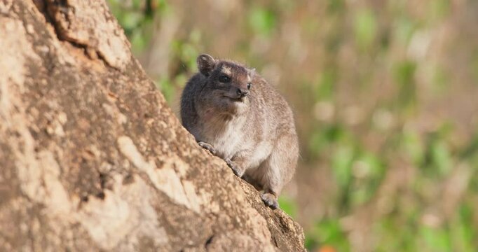 Wide of a rock hyrax (Procavia capensis) sunbathing on the edge of a rock in morning in Kenya