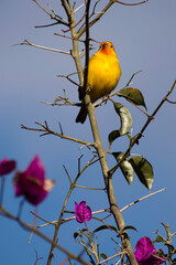 Yellow canary on a branch on a sunny day