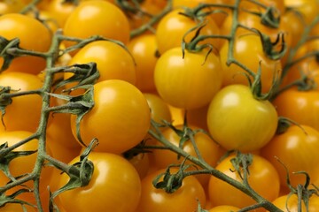 Many yellow cherry tomatoes as background, closeup