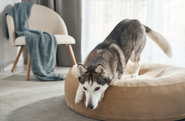 A husky lowers its head to sniff the surface of a cushioned dog bed. Natural daylight fills the...