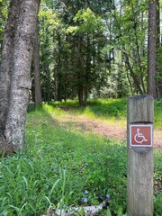 Unexpected Handicap Sign Surrounded by Green Forest on Wooden Post
