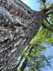 Looking Up a Tall Tree Trunk Toward Blue Sky – Forest Perspective from Below