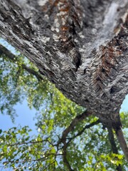Looking Up a Tall Tree Trunk Toward Blue Sky – Forest Perspective from Below