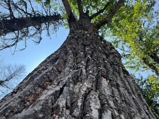 Fototapeta premium Looking Up a Tall Tree Trunk Toward Blue Sky – Forest Perspective from Below