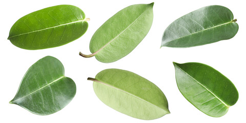 Fototapeta premium Many green leaves isolated on white, set