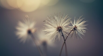 Serene Sunset: Delicate Dandelions in Soft Light Botanical Photography