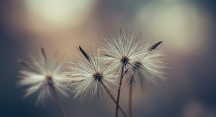 Obraz premium Serene Close-Up of Delicate Dandelion Seeds Heads in Soft Natural Light, Peaceful Nature Photography