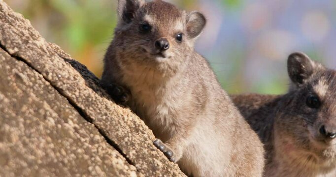 Close up of pair of rock hyraxes (Procavia capensis) faces sunbathing facing camera on a rock outcrop in morning in Kenya