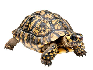 Fototapeta premium Speckled turtle with detailed shell, black background