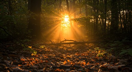 Glowing forest path at sunrise
