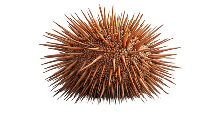 Fototapeta premium Spiked sphere. Pointed projections on textured, beige surface