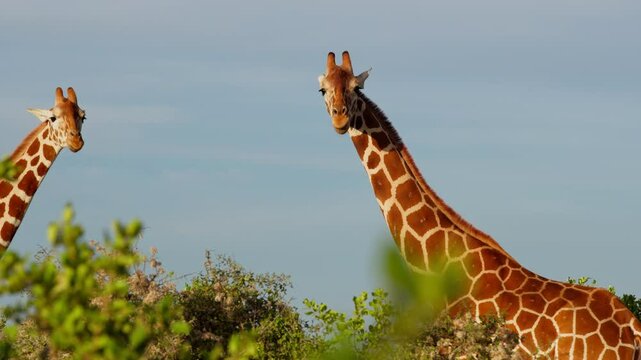 Wide gimbal parallax of pair of Reticulated giraffe (Giraffa c. reticulata) standing watching camera in savannah in morning in Kenya