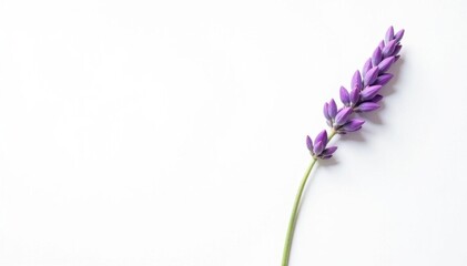 Obraz premium Single lavender sprig, delicate blossoms, white backdrop , image, macro, natural