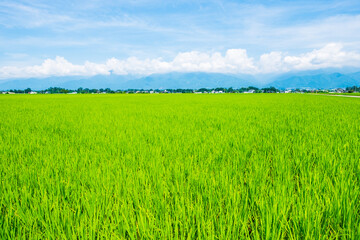 夏の田んぼ
