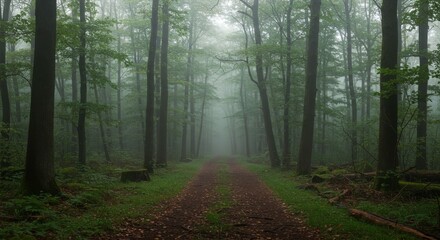 Obraz premium A mystical forest scene blanketed in ethereal mist, a winding narrow path leads through tall, dark trees bathed in soft, filtered light. The atmosphere is tranquil and mysterious, ideal for nature the