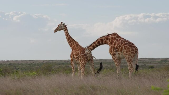 Very wide gimbal parallax of male Reticulated giraffe (Giraffa c. reticulata) sniffing oestrous female in slightly cloudy morning in Kenya