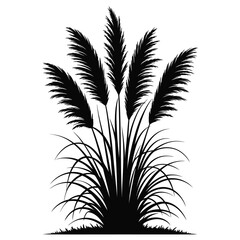 Silhouette of Pampas Grass
