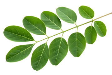 drumstick tree leaves isolated on white background