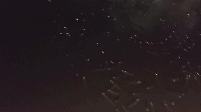 fishes are dacing in the dark night water