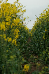 A field of yellow flowers with a path through it