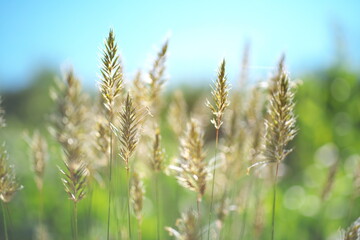 初夏の陽光に輝くイネ科の植物