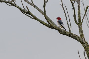 Red-headed woodpecker perched in a dead tree.
