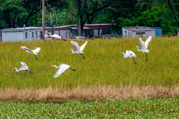Flock of great egrets in flight over a field, a trailer park in the background.