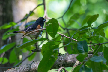 Eastern towhee perched in a tree.