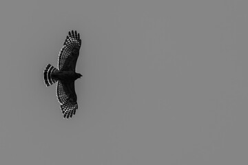 Red-shouldered hawk in flight in black and white silhouette.