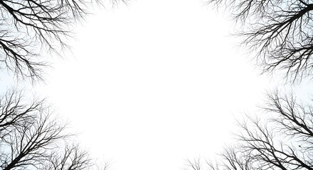 Winter Bare Tree Branches Silhouette Against White Sky Background