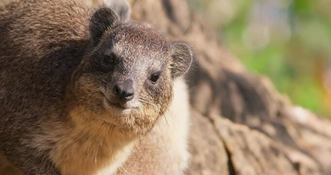 Close-up of pair of rock hyraxes (Procavia capensis) faces grooming and sunbathing on rock outcrop in morning in Kenya