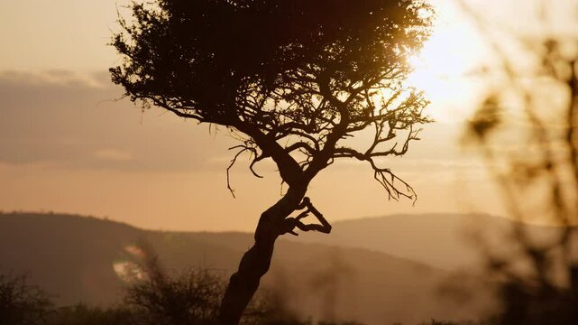 Close-up gimbal parallax left to right of tree in a savannah area with hills in background with golden sunrise shining through in Kenya