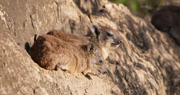 Wide of pair of rock hyraxes (Procavia capensis) sunbathing on a rocky outcrop in sunny morning in Kenya