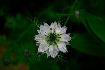 Devil in the Bush flower in a bed of grass