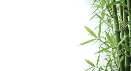 Fototapeta premium bamboo leaves isolated on white background